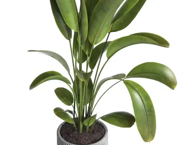 indoor plant 038 3D model