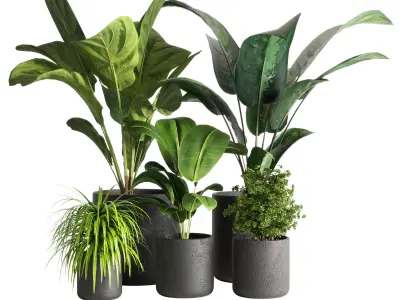 collection Indoor plants hanging pot