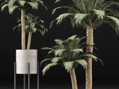 Plants Collection 134 Beach Palm 3D model