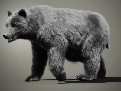 Marsican Bear Animated 3D model