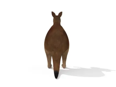 Kangaroo High Poly Australian Animal 3D model