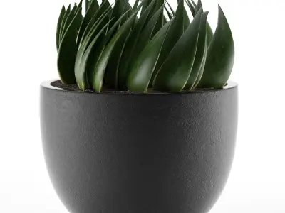 House Plant 24 3D model