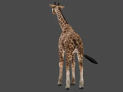 Giraffe Rigged Animated 6 3D model