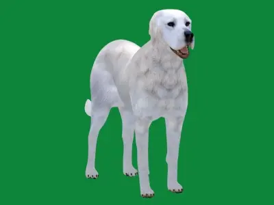 Akbash Dog Low-poly 3D model