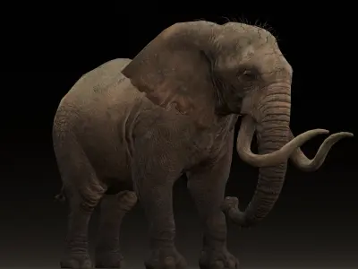 Elephant Animated Rigged 3D Model Low-poly 3D model
