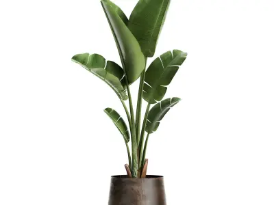 Banana palm in a rust pot for the interior 947 3D model