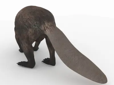 Beaver 3D model