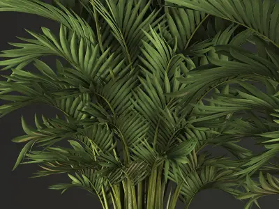 Decorative palms Howea 2 3D model