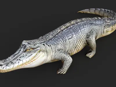Crocodile Cartoon Low-poly 3D model