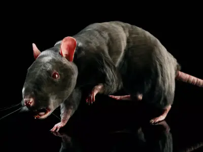 Rat - Realistic 3D model