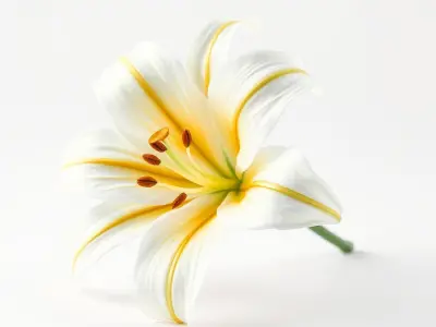 Golden Lily Flower model pack Low-poly 3D model