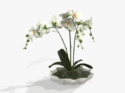 Orchidaceae orchid in vase 3D model