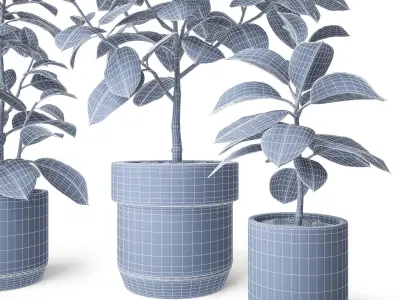 Ficus Elastica 2 3D model
