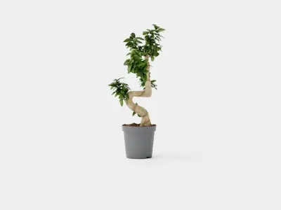 Ficus Microcarpa Ginseng Low-poly 3D model
