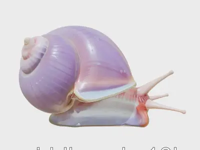 Violet-Shelled Sea Snail with Floating Ability Low-poly 3D model