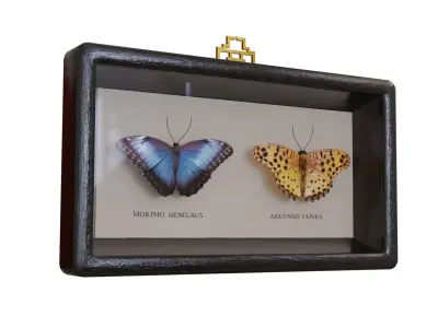Display Case with two butterflies 3D model