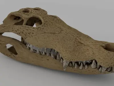 Crocodile skull  3D model 3D model