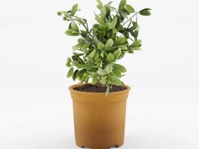 Citrus Calamondin Philippine Lime 3D Model Low-poly 3D model