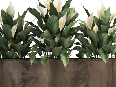 Spathiphyllum in a flowerpot for the interior 943 3D model