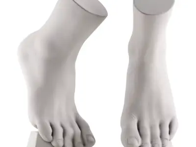 Ecorche plaster training manual foot vertical 3D model