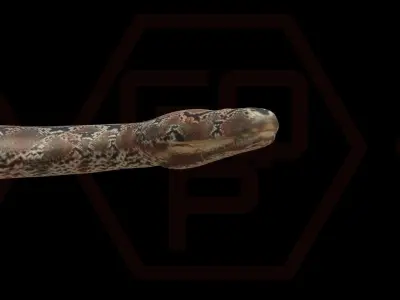 Rigged python   Low-poly 3D model