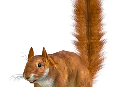 LowPoly Forest Wild Red Squirrel Low-poly 3D model