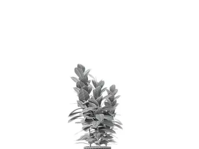Collection Plant in Pot Flowerpot Exotic Plant 01 3D model