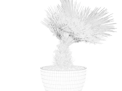 Chamaerops palm 05 3D model