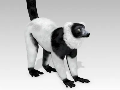 Hills Ruffed Lemur Low-poly 3D model