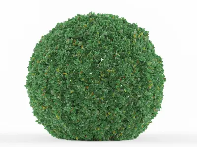 Buxus bush  Free 3D model