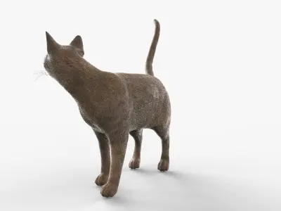 Abyssinian Cat Rigged for Cinema 4D FBX 3D Model Low-poly 3D model