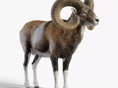 Ovis Ammon Male Animated - VFX Grace 3D model