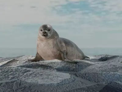 Seal and Polar Seal Low-poly 3D model