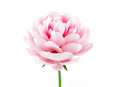 Double Peony Lush Blooms Elegance model pack Low-poly 3D model