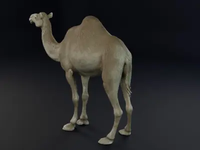 Dromedary Camel Low-poly 3D model