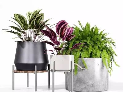 Indoor plant collection 64 3D model
