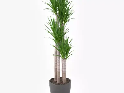 Yucca Elephantipes Potted Plant - Palm Tree 3D model