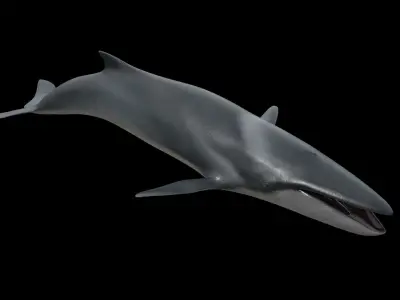 Fin whale Low-poly 3D model