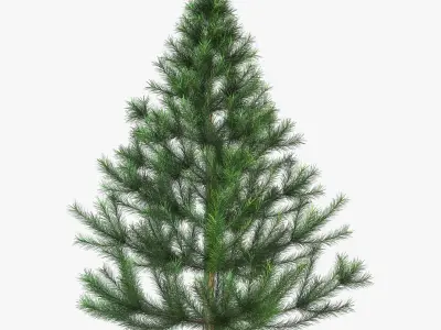 Conifer Tree 150cm v 1 3D model
