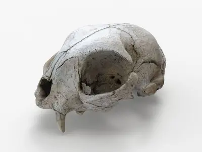 Real Cat Skull Scan Low-poly 3D model