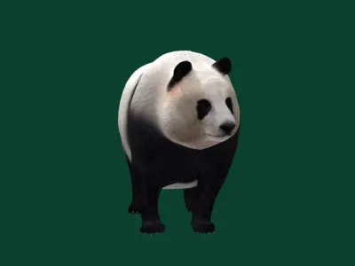 Giant Panda Bear  3D model