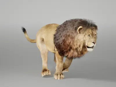 Lion Animated FUR UNREAL project  Maya base rig 3D model