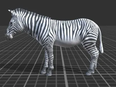 African Zebra Low-poly 3D model