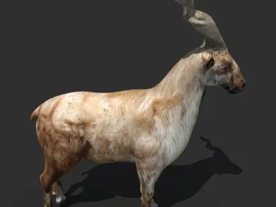 Mountains Goat 3D model