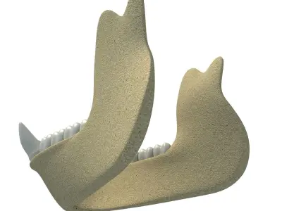 Gorilla Animal jaw  3D model