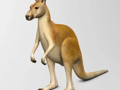 Kangaroo 3D model