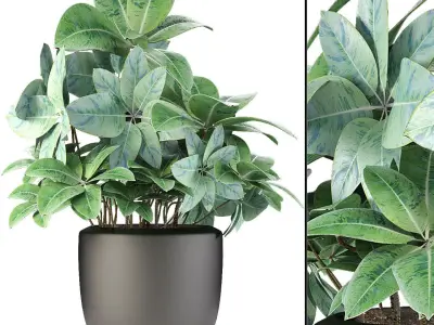 Plant in Pot Flowerpot Exotic Plant 3D model 4