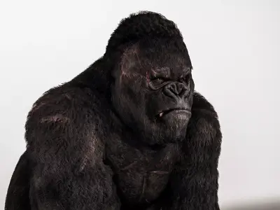 Realistic Gorilla 3D Model High Resolution Game Film Ready 3D model