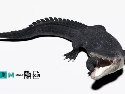 rigged realistic alligator Low-poly 3D model