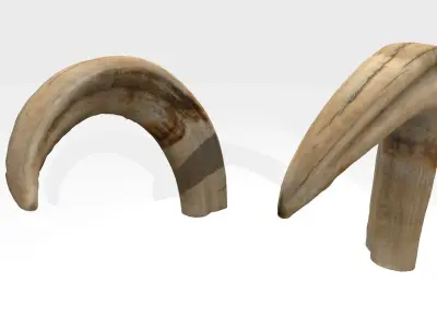 African wild boar tusks photoscan 3D model